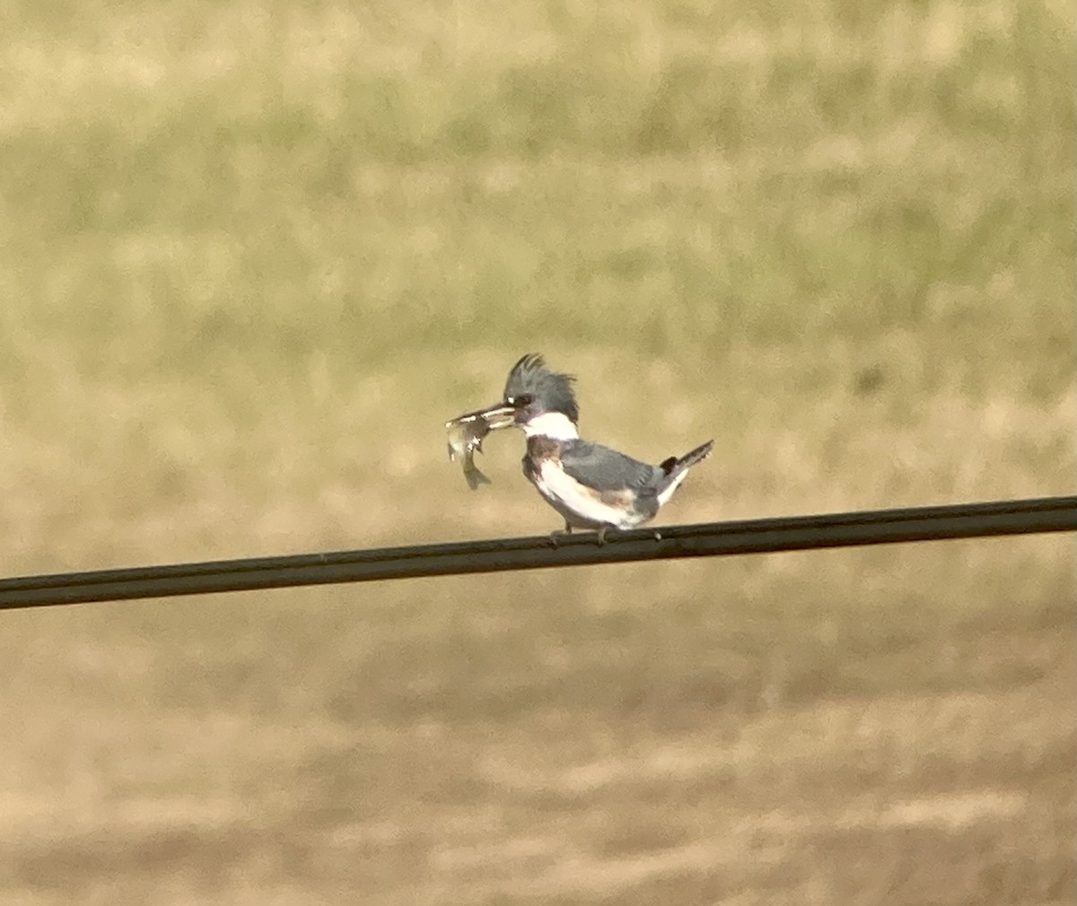 Belted Kingfisher - ML612209516