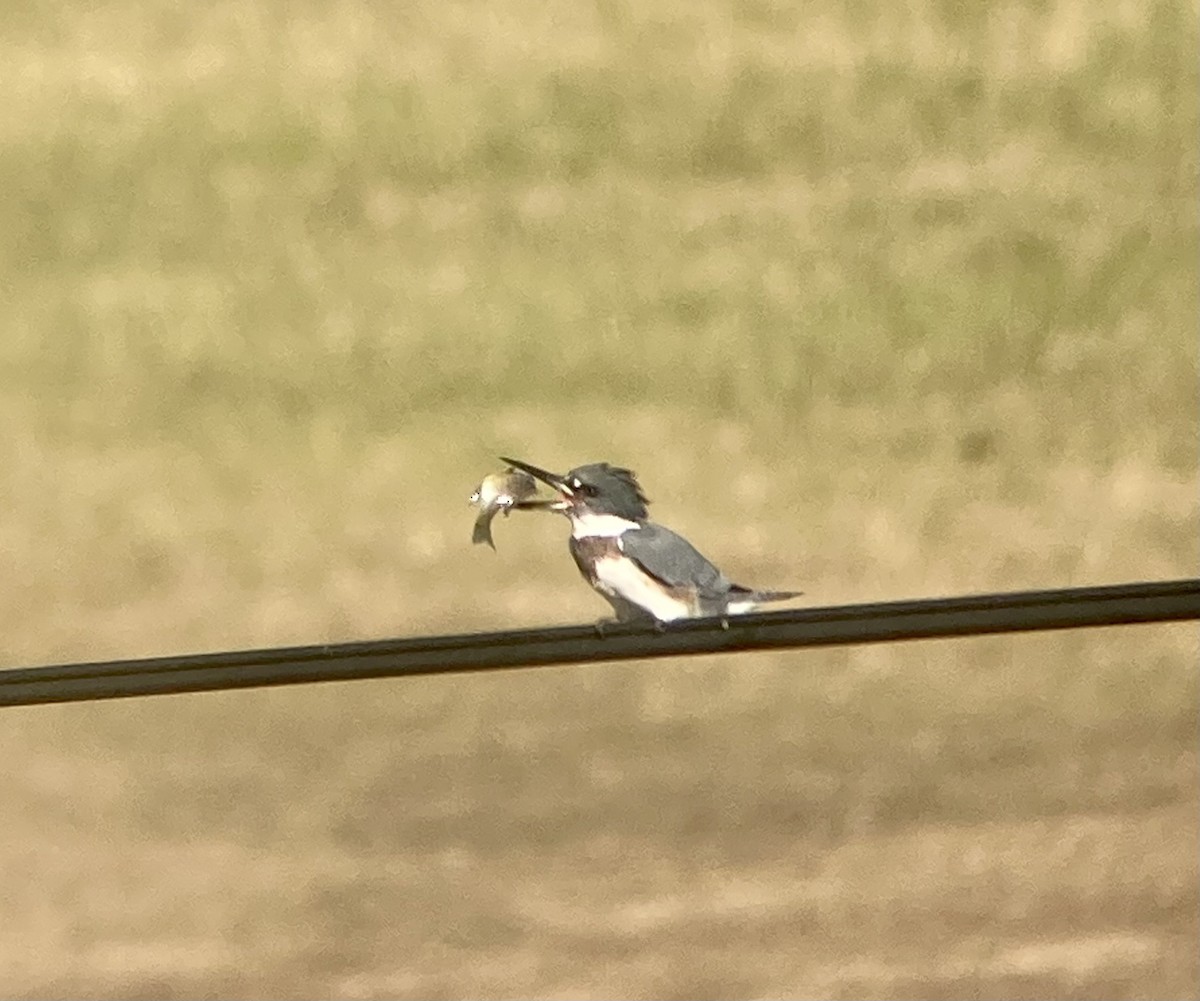 Belted Kingfisher - ML612209517