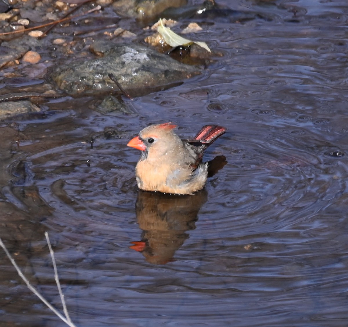 Cardinal rouge - ML612209524