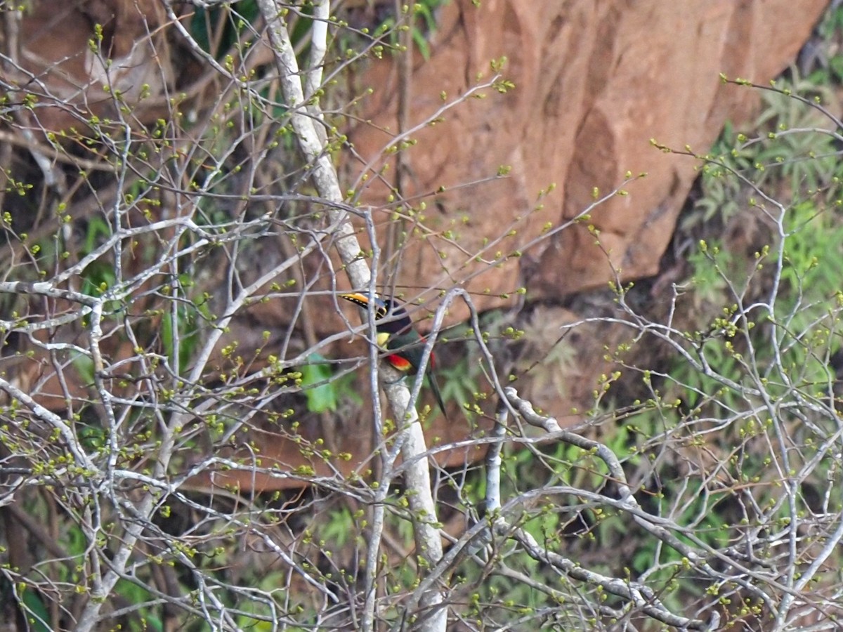 Chestnut-eared Aracari - Anonymous