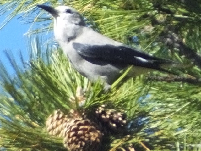 Clark's Nutcracker - ML612209546
