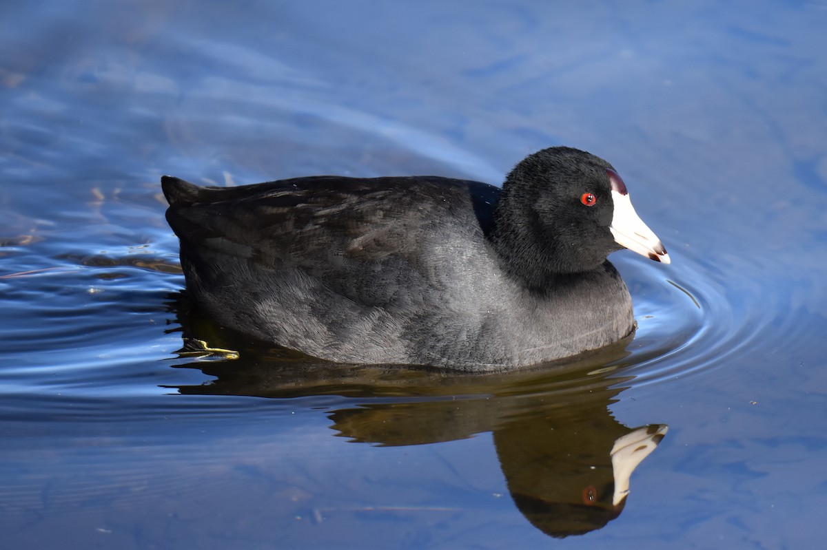 American Coot - ML612209561