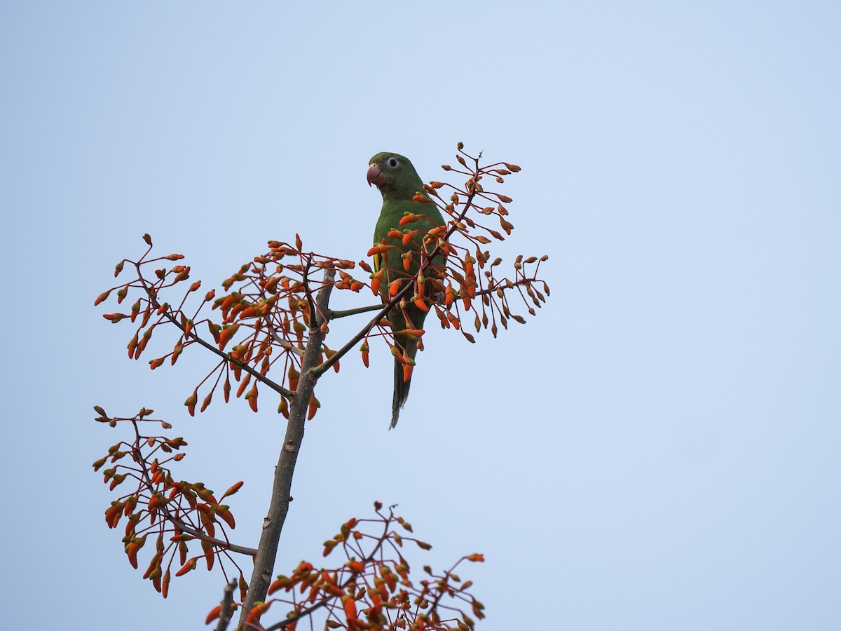 Yellow-chevroned Parakeet - ML612209661