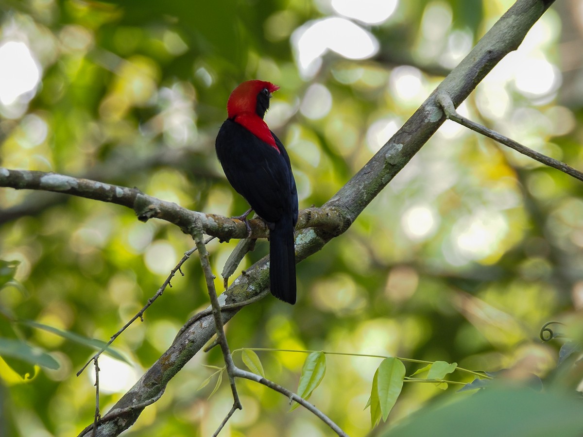 Helmeted Manakin - Anonymous