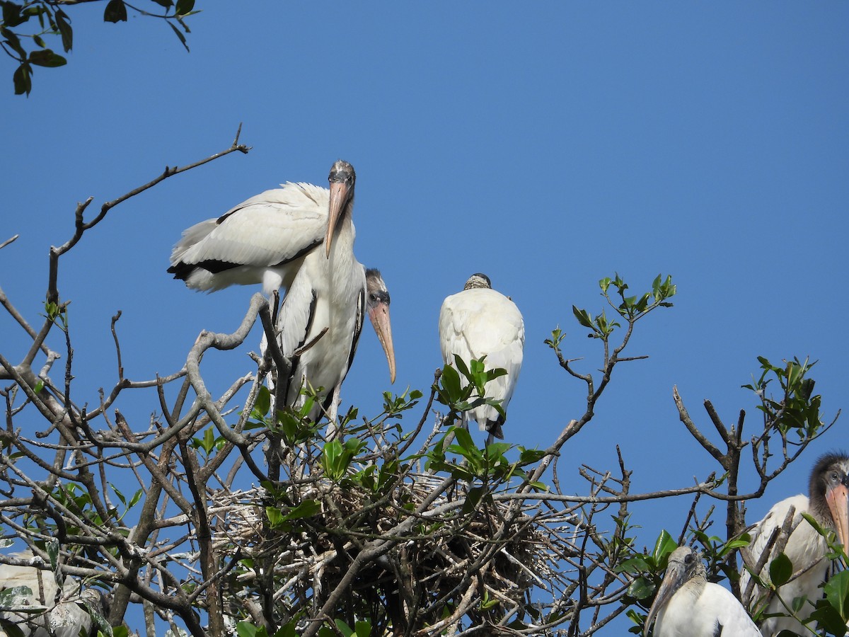 Wood Stork - ML612209730