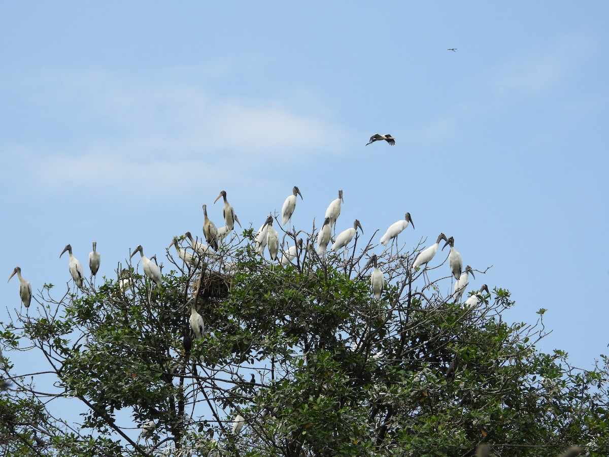 Wood Stork - ML612209731