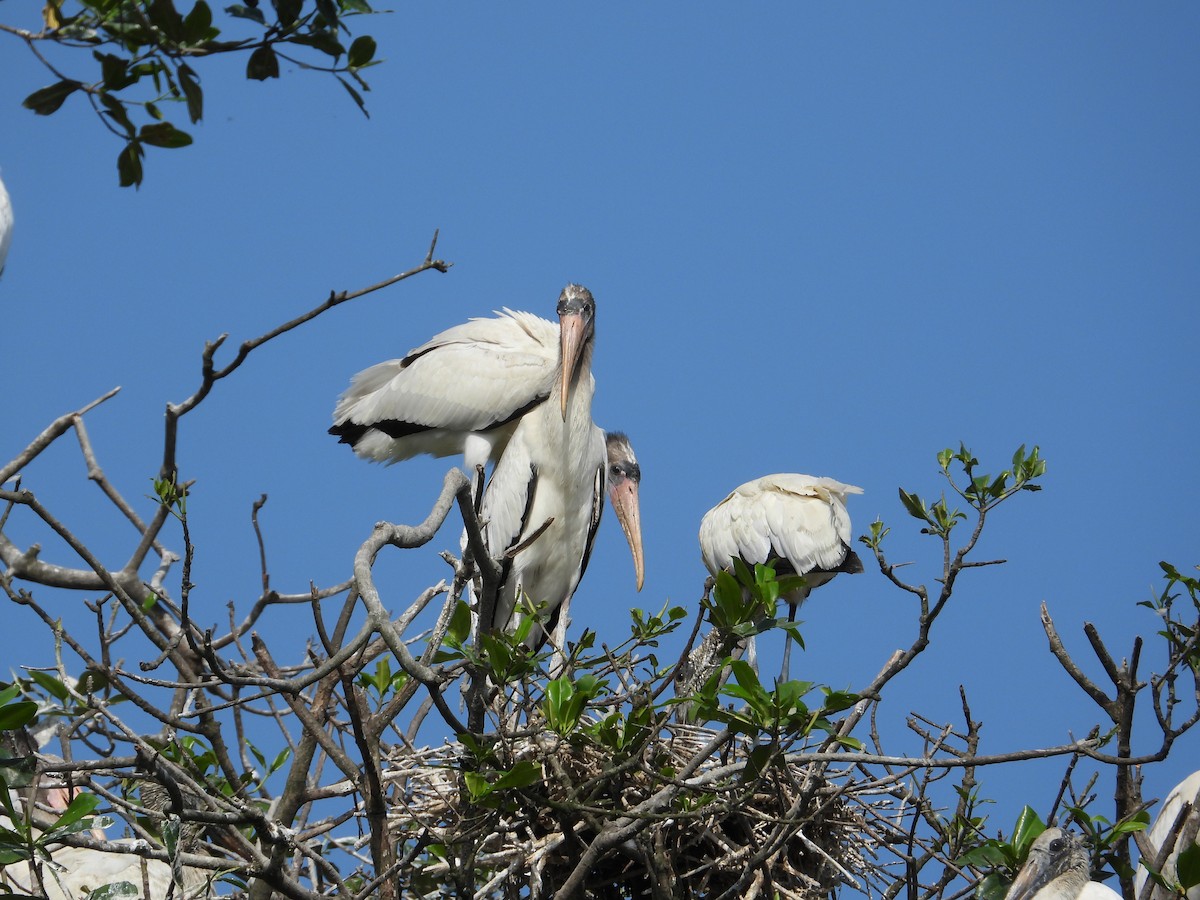 Wood Stork - ML612209732