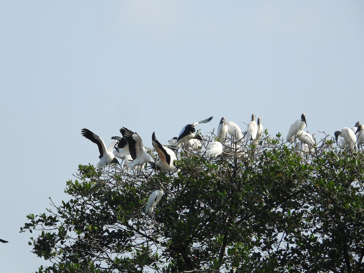 Wood Stork - ML612209733