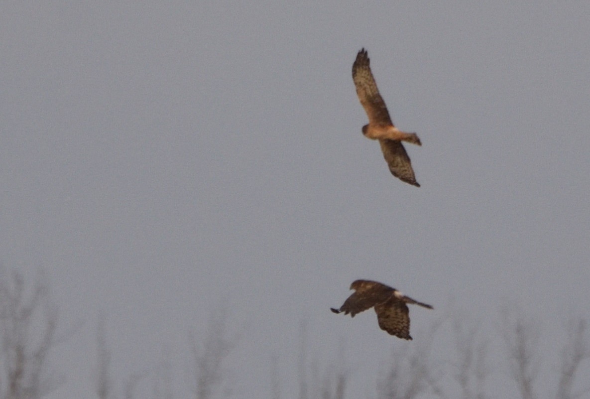 Northern Harrier - ML612209774