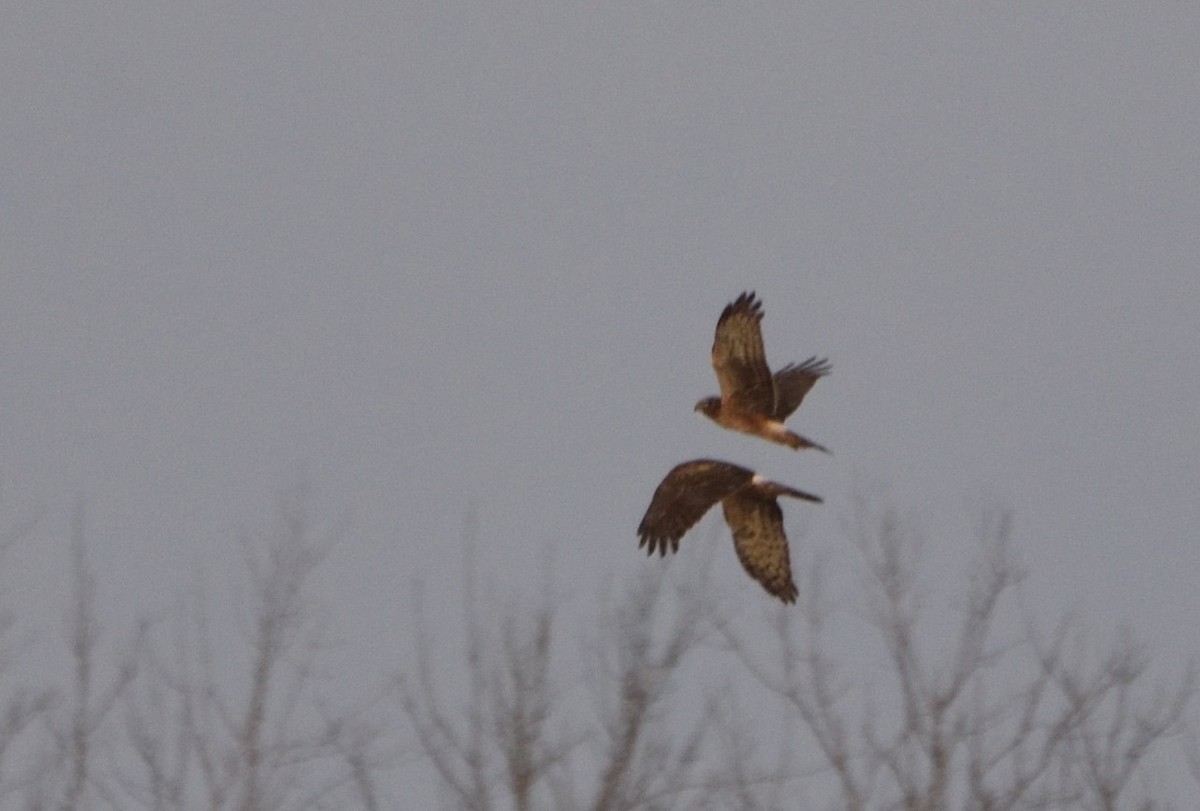 Northern Harrier - ML612209775