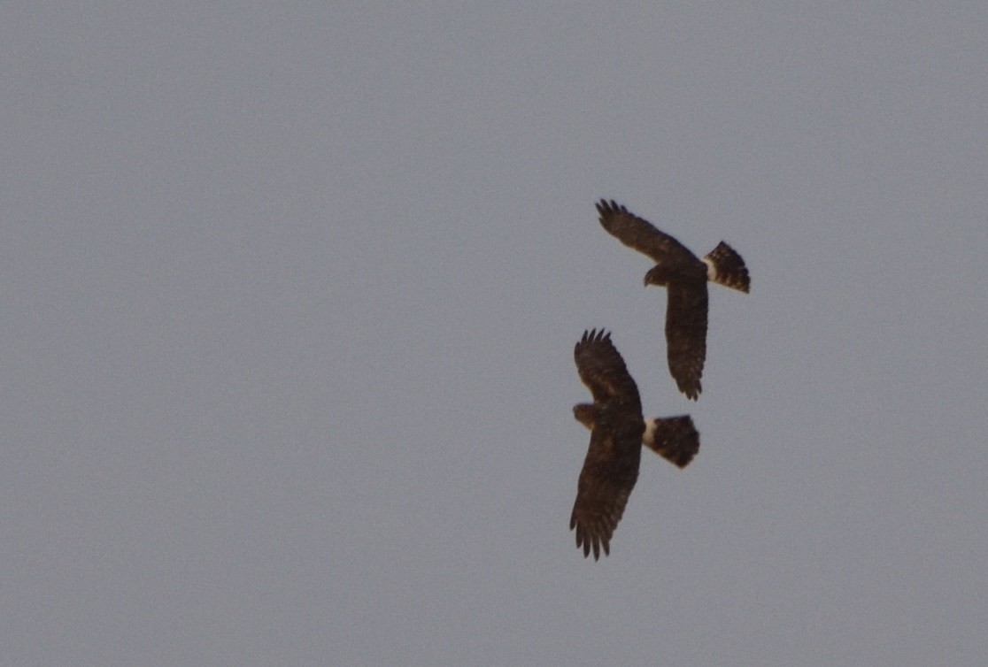 Northern Harrier - ML612209828