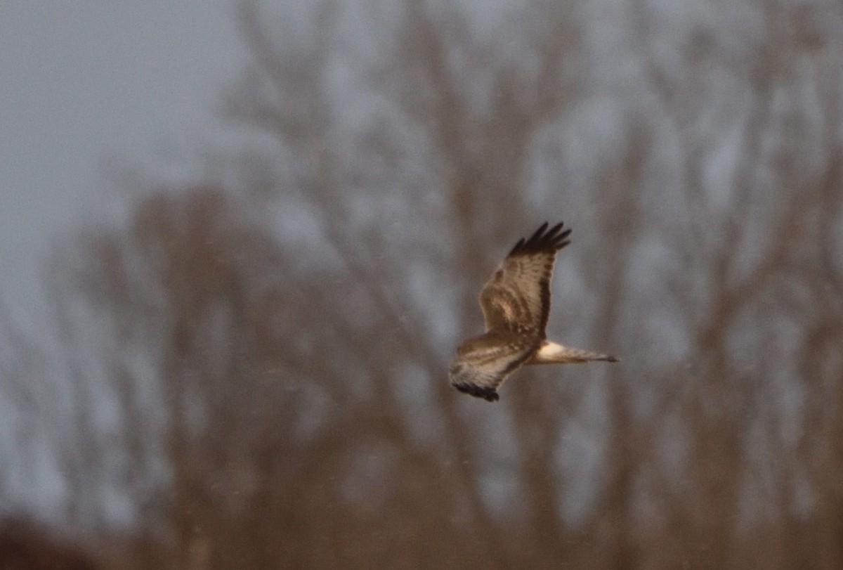 Northern Harrier - ML612209852