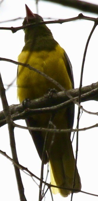 Green-headed Oriole - Connie Lintz