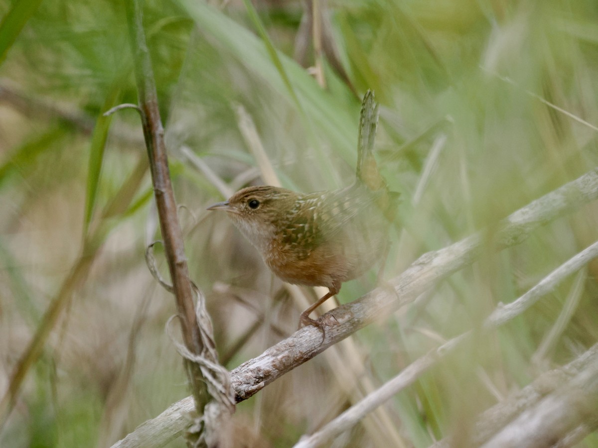 Sedge Wren - ML612209867