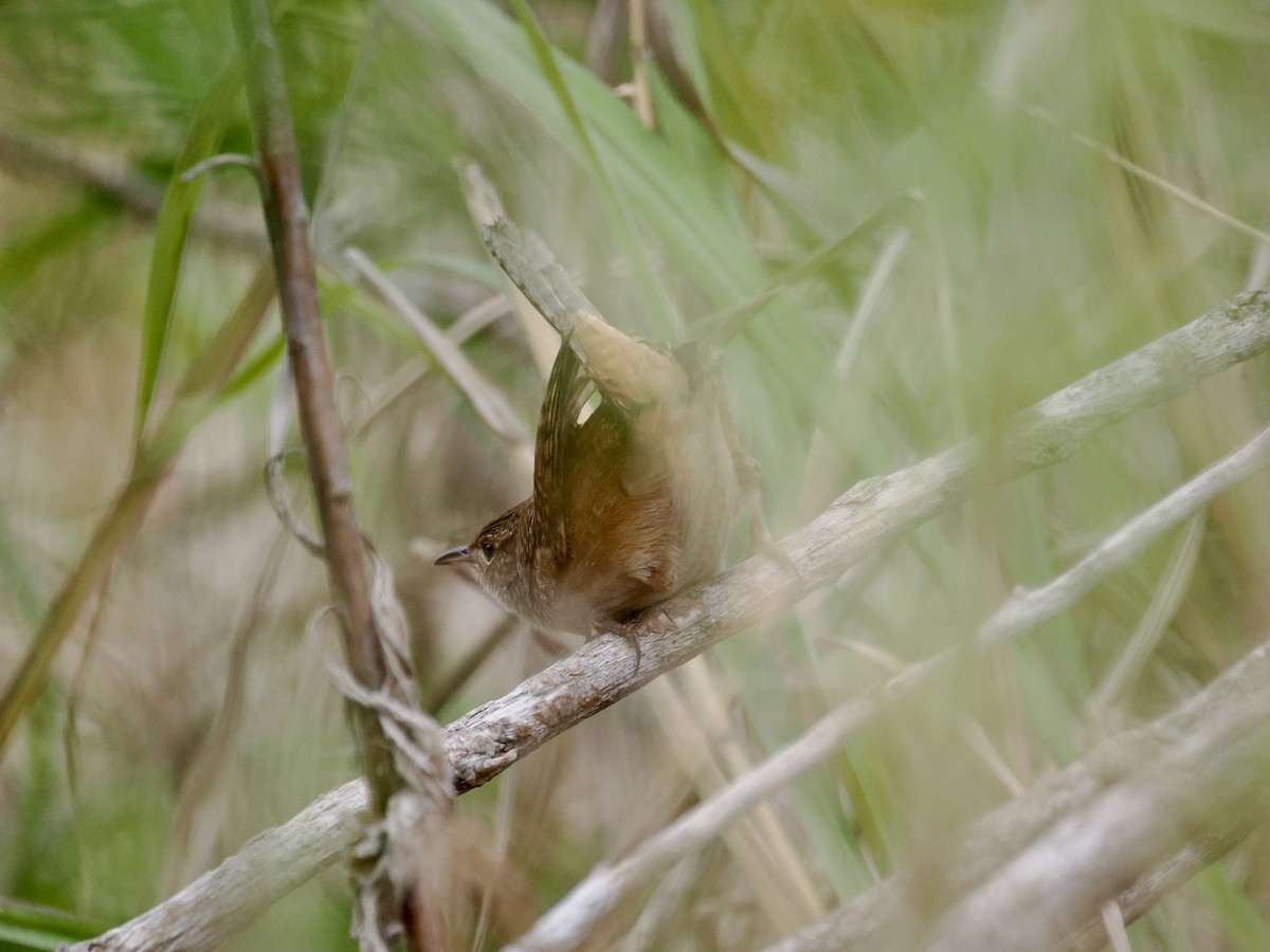 Sedge Wren - ML612209882