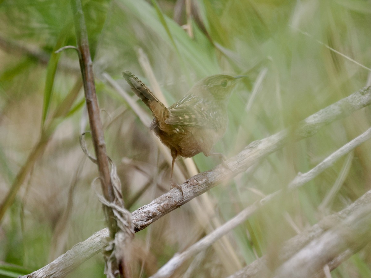 Sedge Wren - ML612209886