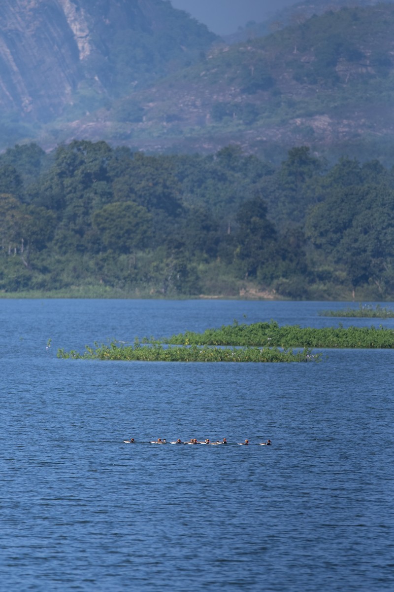 Red-crested Pochard - ML612209887