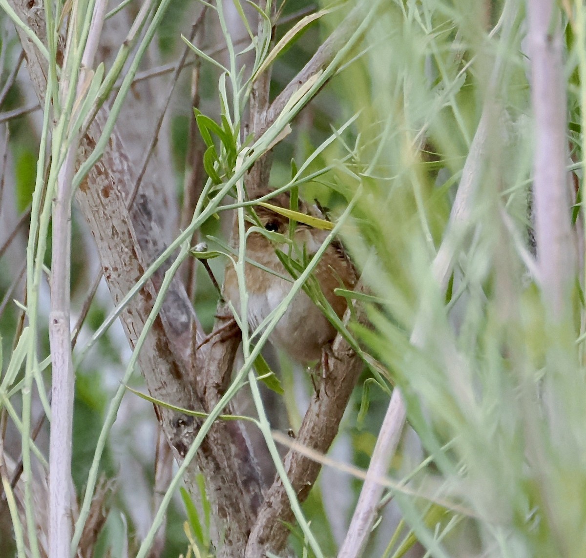 Sedge Wren - ML612209889