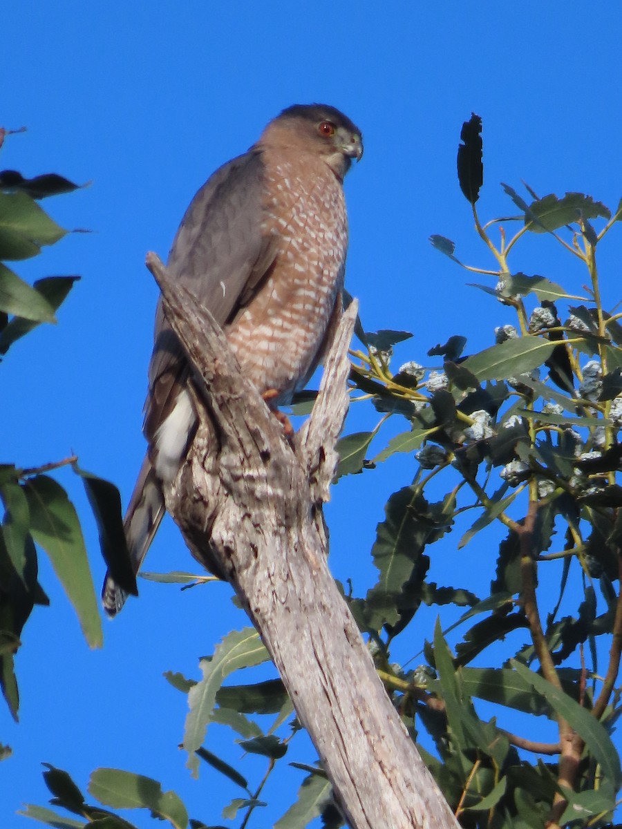 Cooper's Hawk - ML612209898