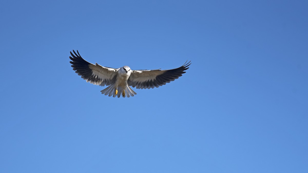 Black-winged Kite - ML612209923