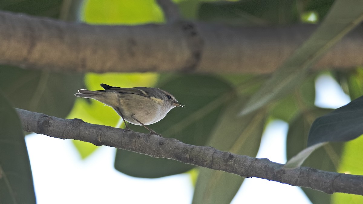 Hume's Warbler - ML612209985