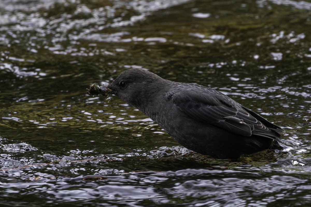 American Dipper - Thomas Kallmeyer