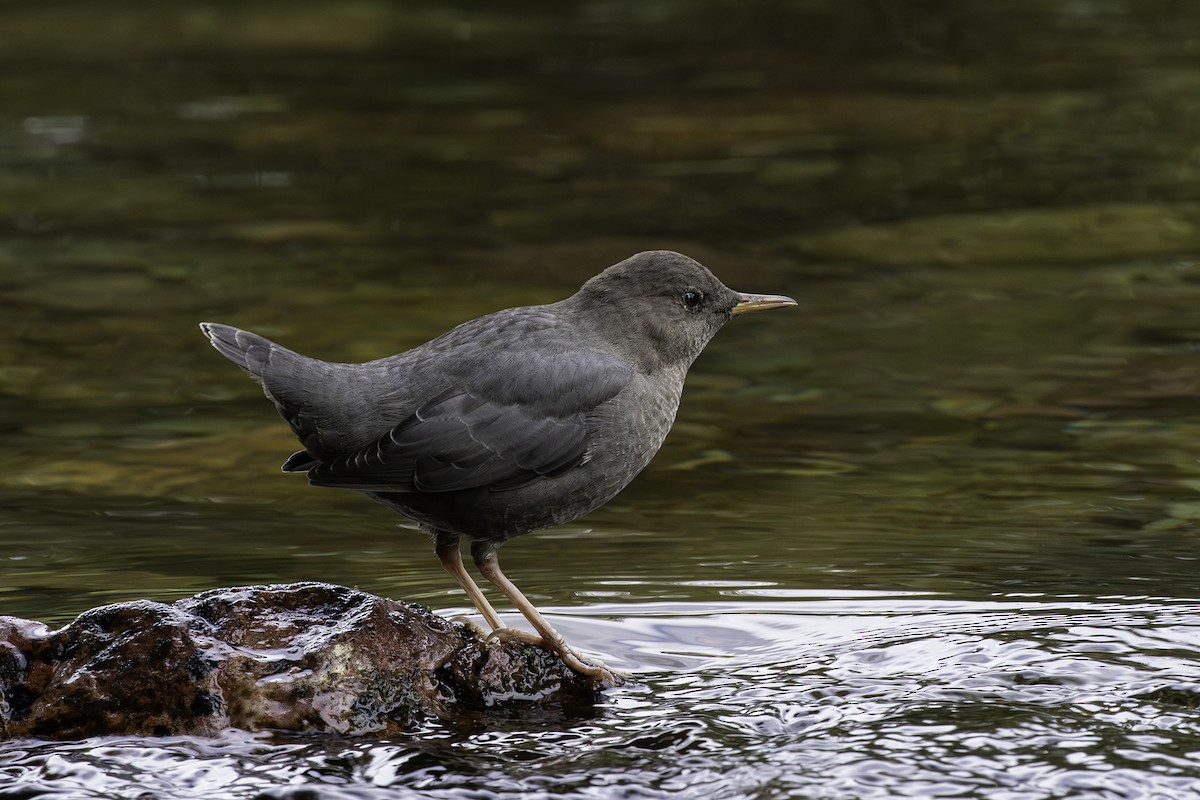 American Dipper - ML612210035