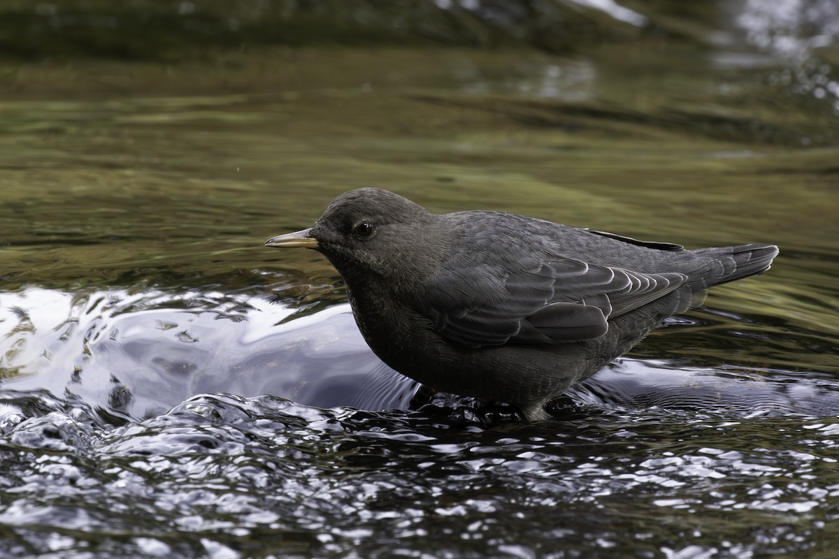 American Dipper - ML612210036