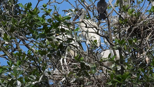 Wood Stork - ML612210072