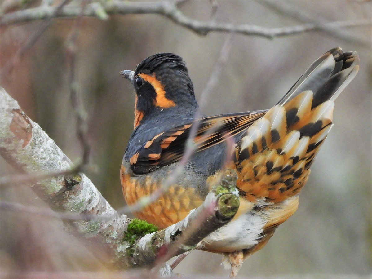 Varied Thrush - ML612210137