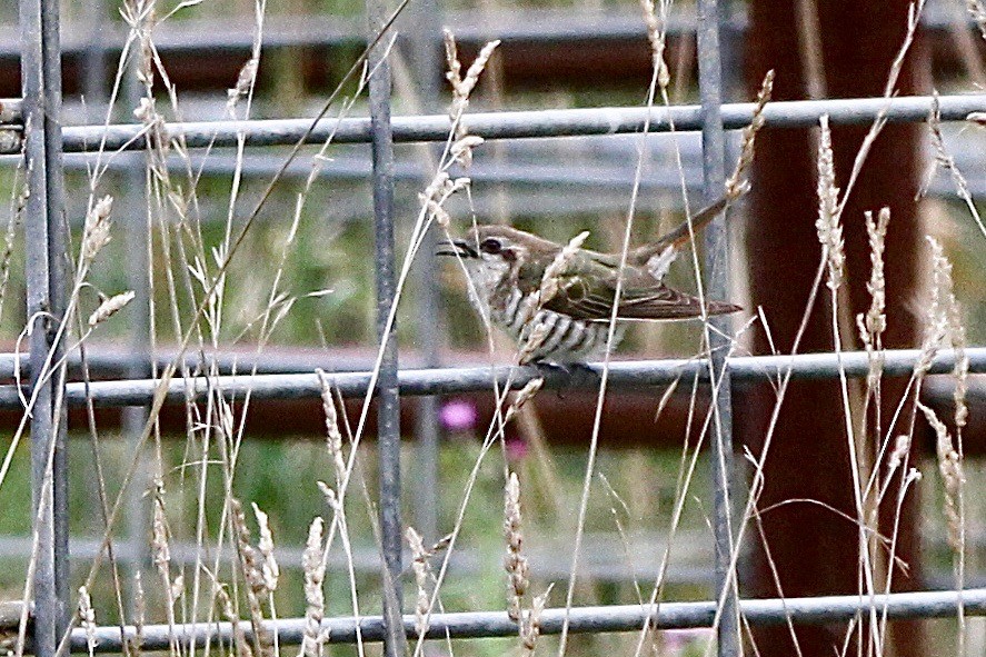 Horsfield's Bronze-Cuckoo - ML612210257