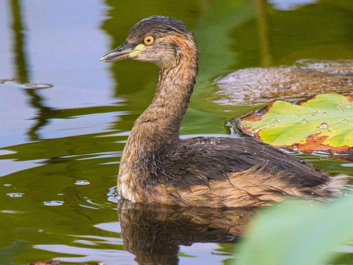 Australasian Grebe - Mark Pronger