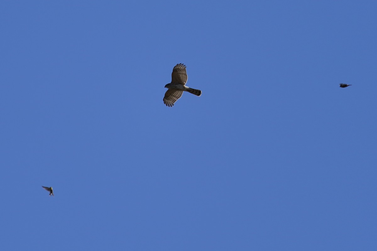 Sharp-shinned Hawk - ML612210275