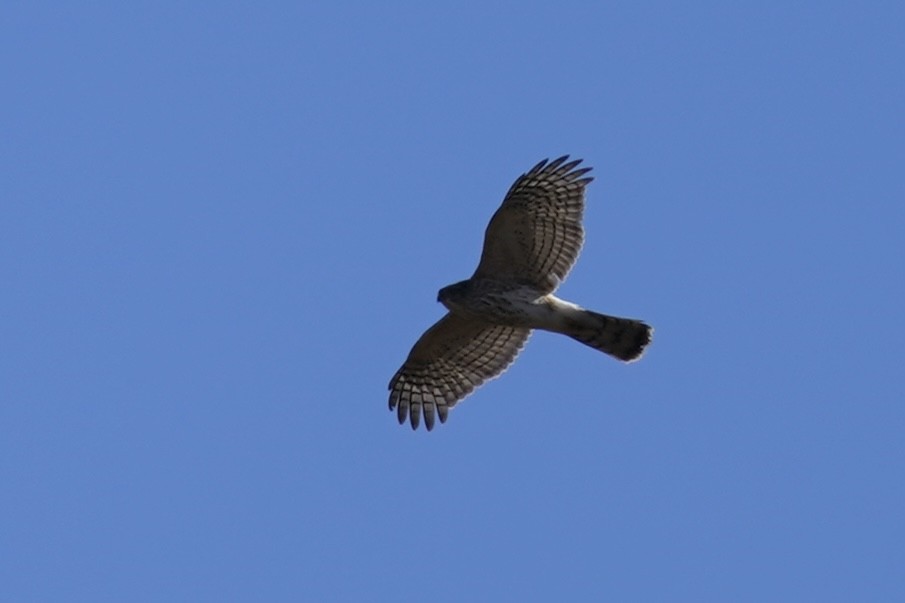 Sharp-shinned Hawk - ML612210276