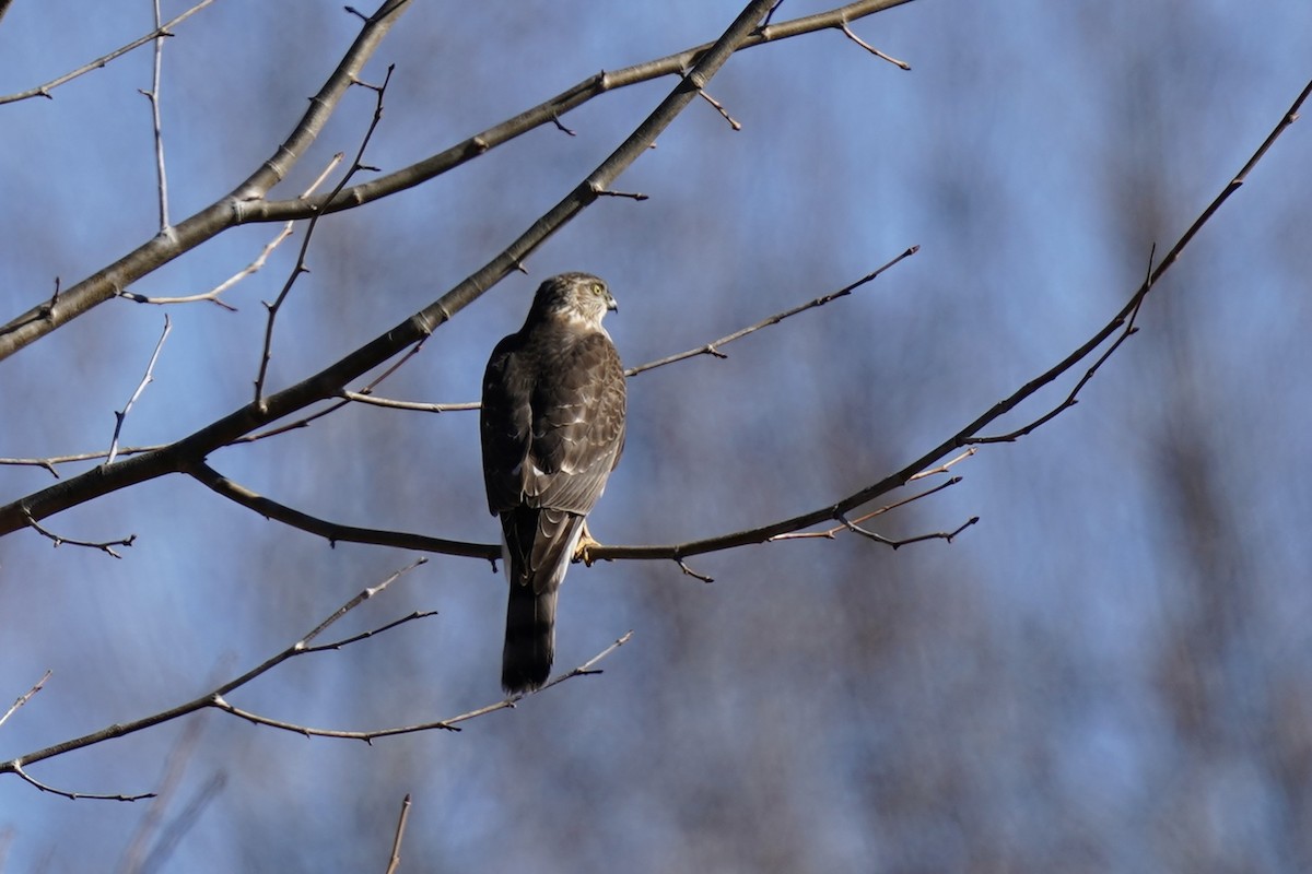 Sharp-shinned Hawk - ML612210277