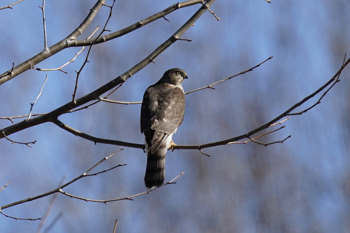 Sharp-shinned Hawk - ML612210278