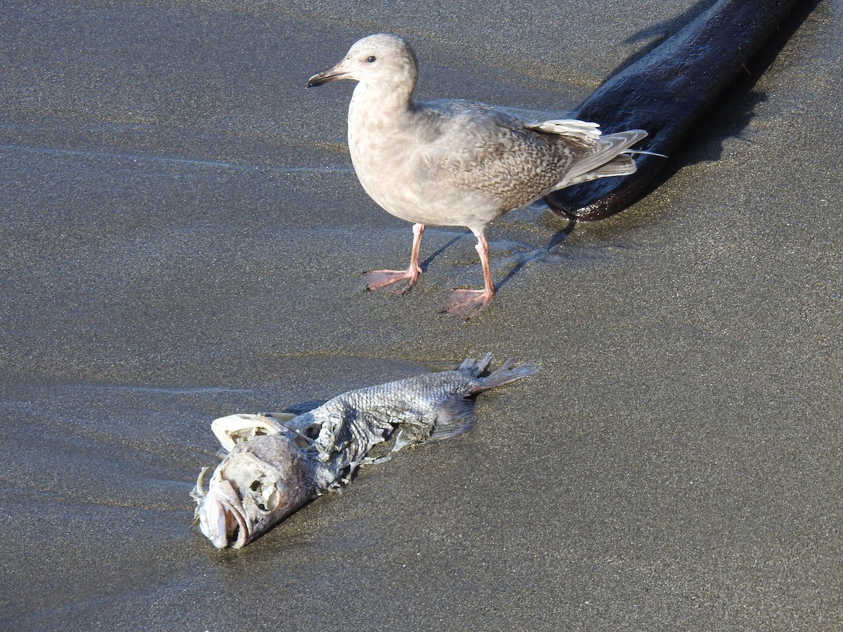 Glaucous-winged Gull - ML612210292