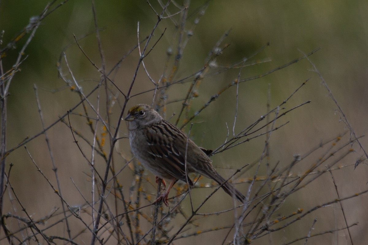 Golden-crowned Sparrow - ML612210307