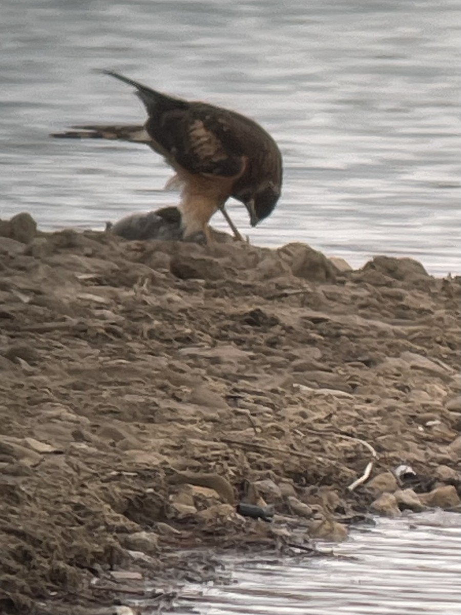 Northern Harrier - Carol Ortenzio