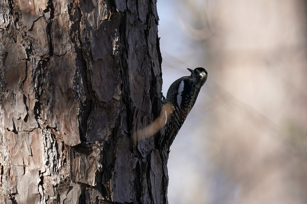 Yellow-bellied Sapsucker - ML612210385