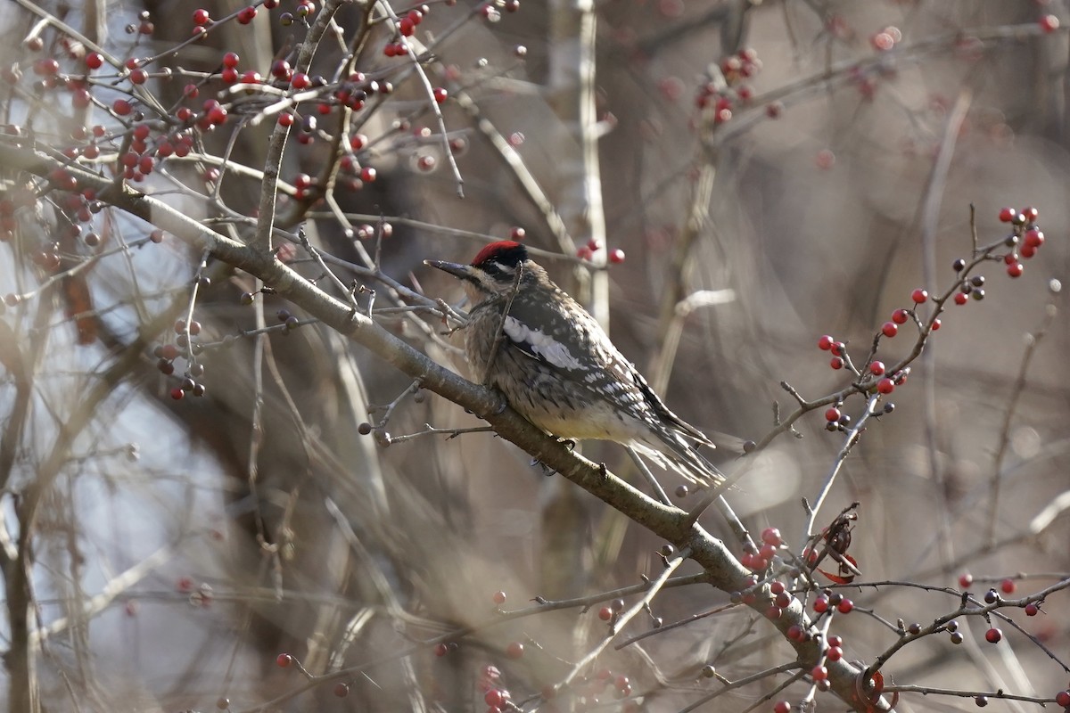 Yellow-bellied Sapsucker - ML612210386