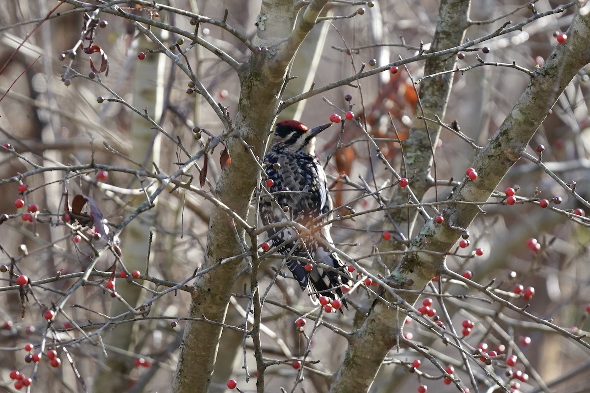 Yellow-bellied Sapsucker - ML612210387