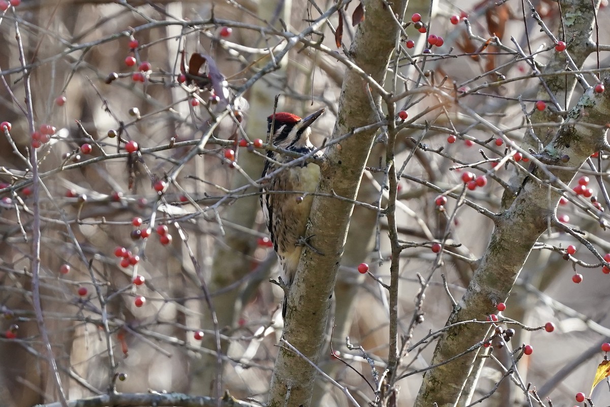 Yellow-bellied Sapsucker - ML612210388