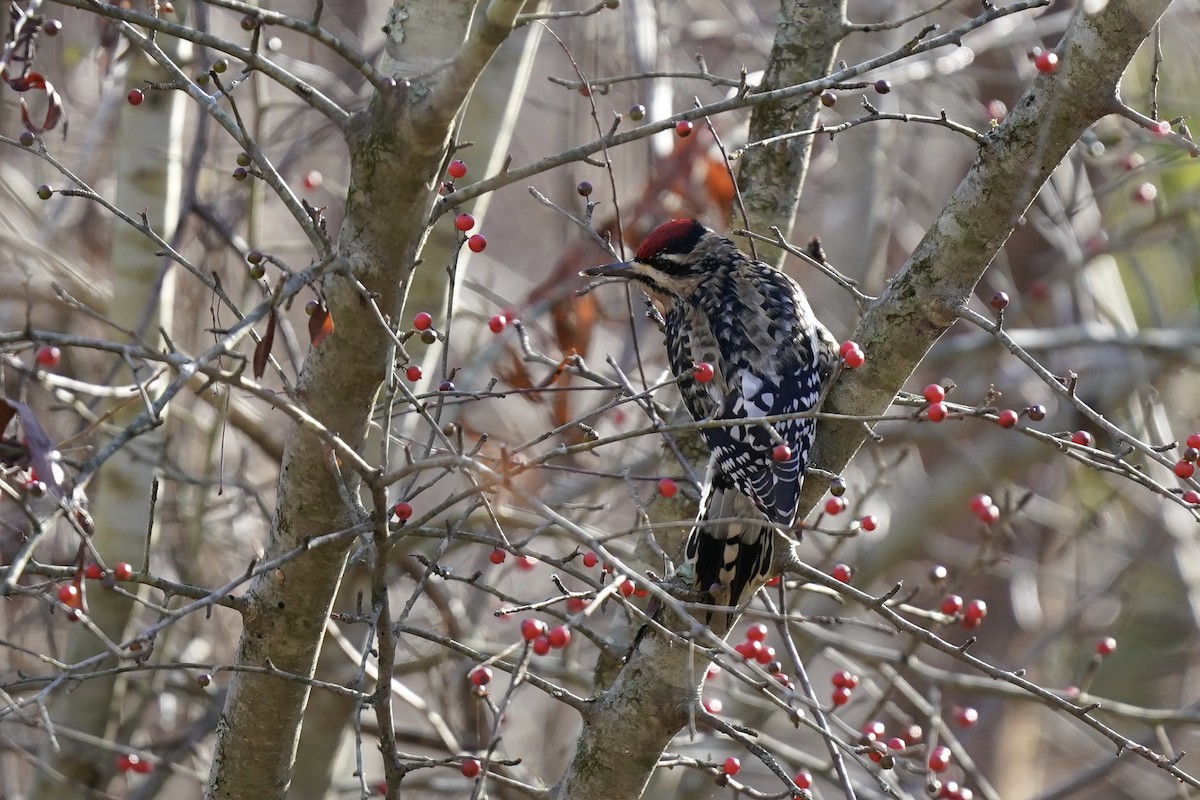 Yellow-bellied Sapsucker - ML612210389