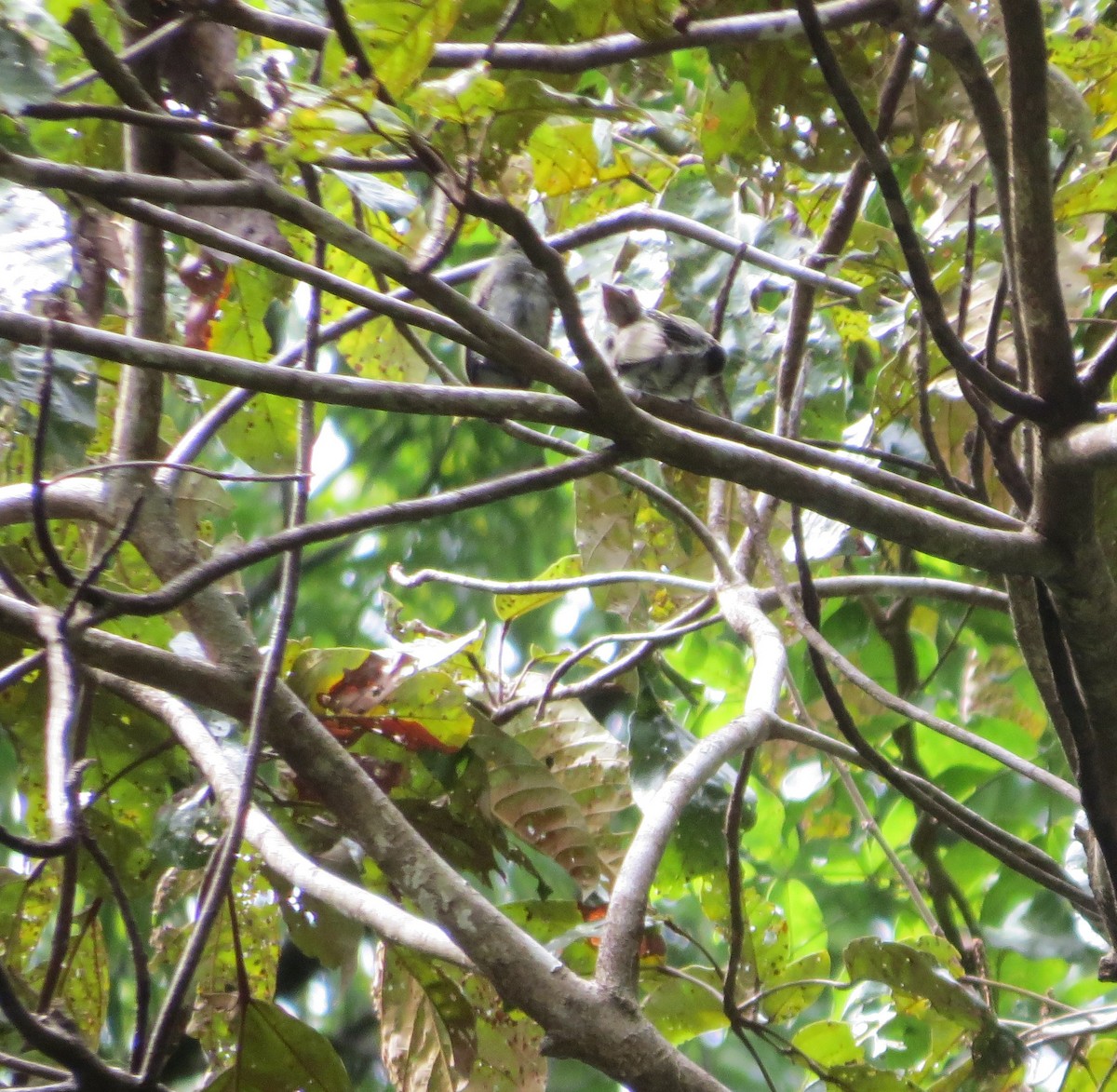 White-crowned Manakin - ML612210409