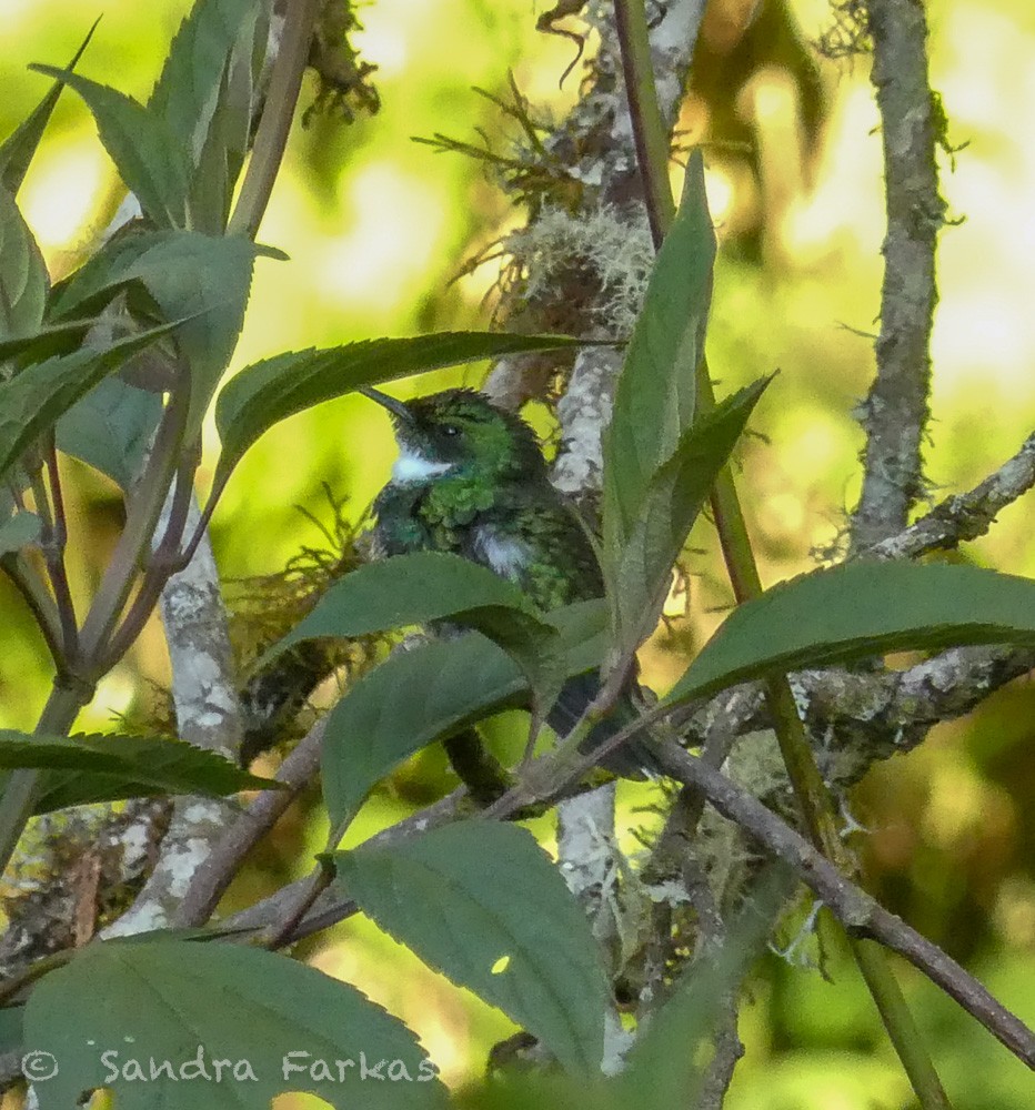 White-throated Hummingbird - ML612210436