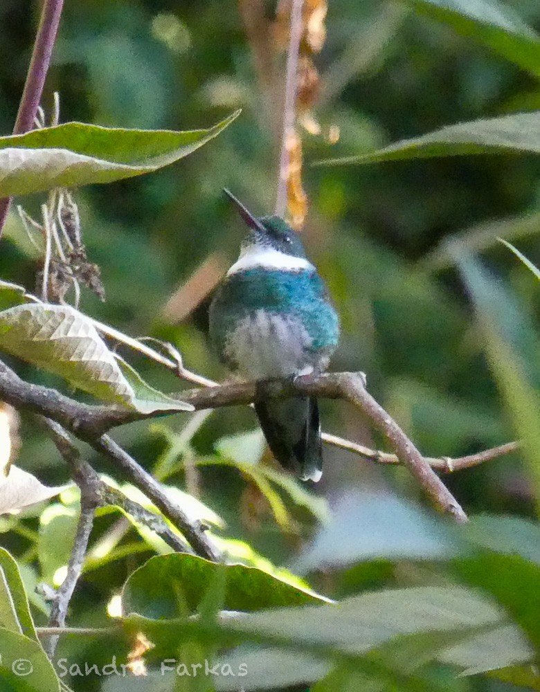 White-throated Hummingbird - ML612210437