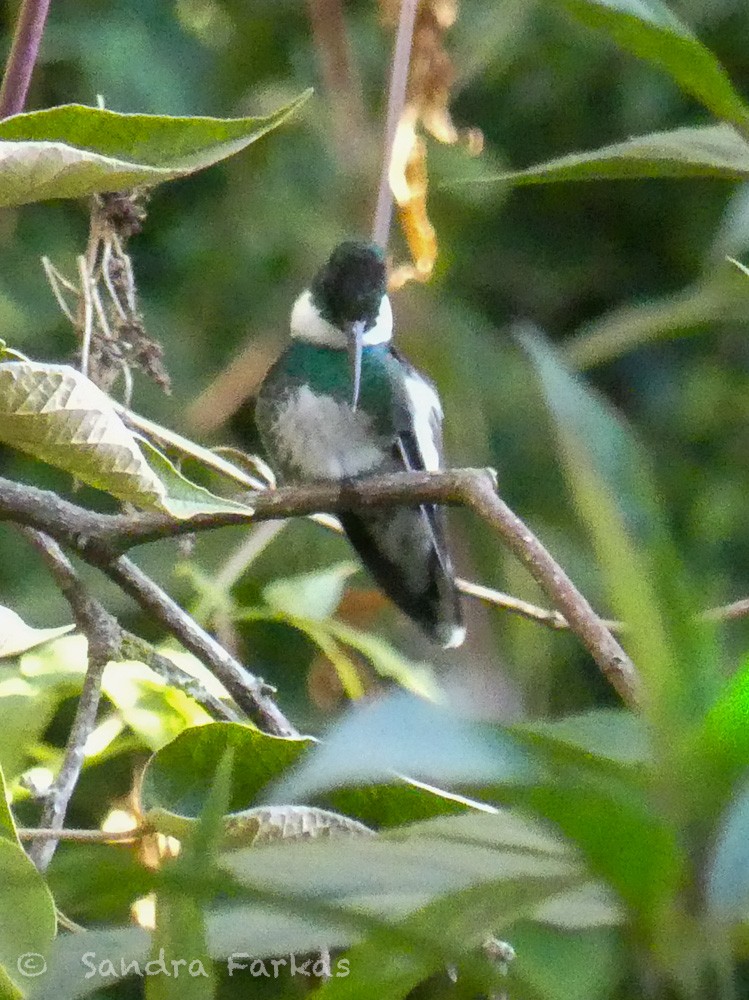 White-throated Hummingbird - ML612210438
