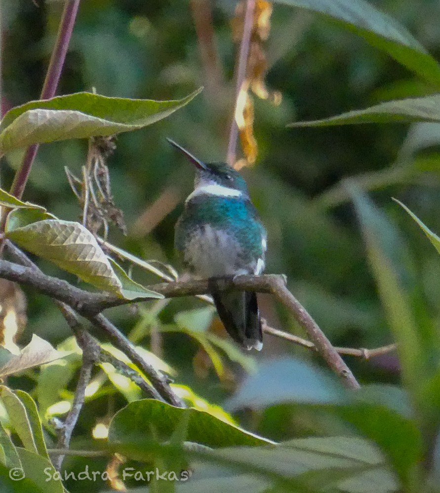 White-throated Hummingbird - ML612210440