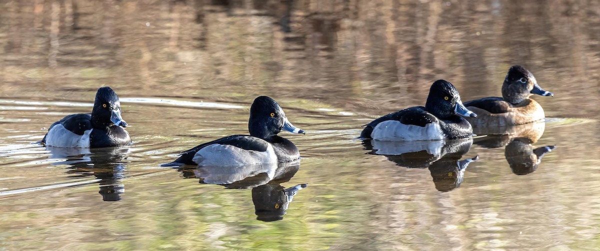Ring-necked Duck - Patsy Russo